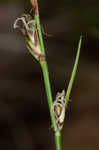 Blue Ridge sedge